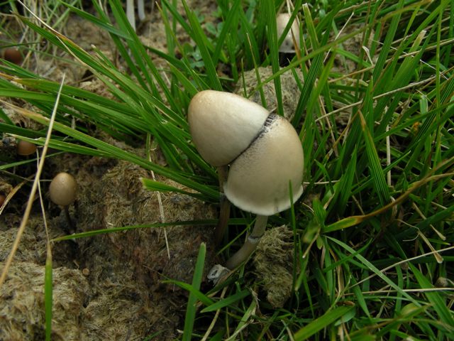 Funghi in quota, montagne del Lagorai (gruppo del Rava)